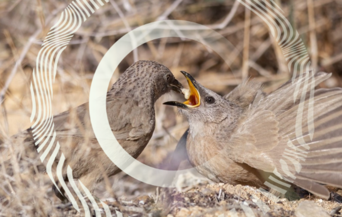 Arabian Babblers in the Arava Desert